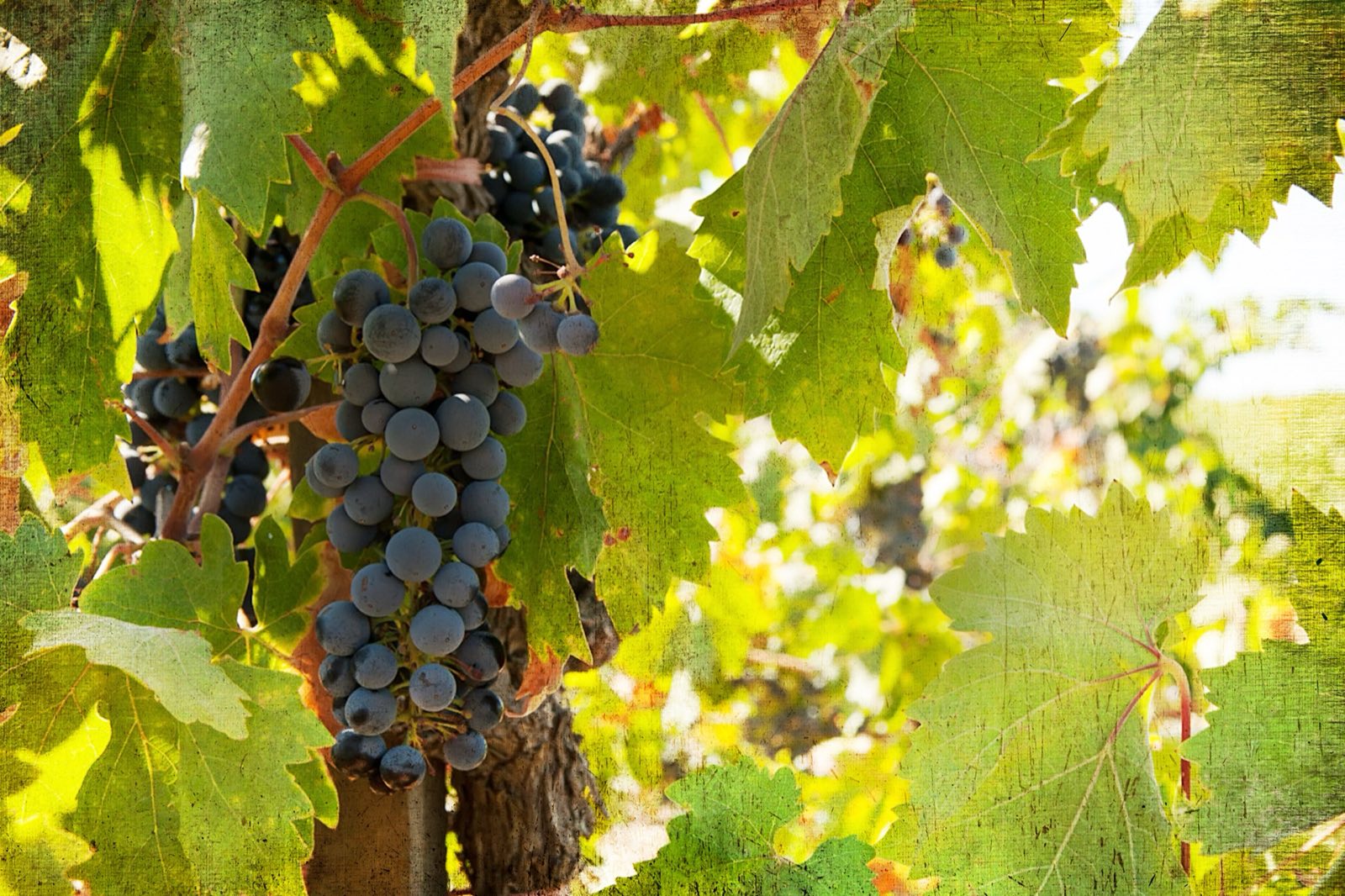 Lucca Winery vineyard, California — long-haul ecommerce client
