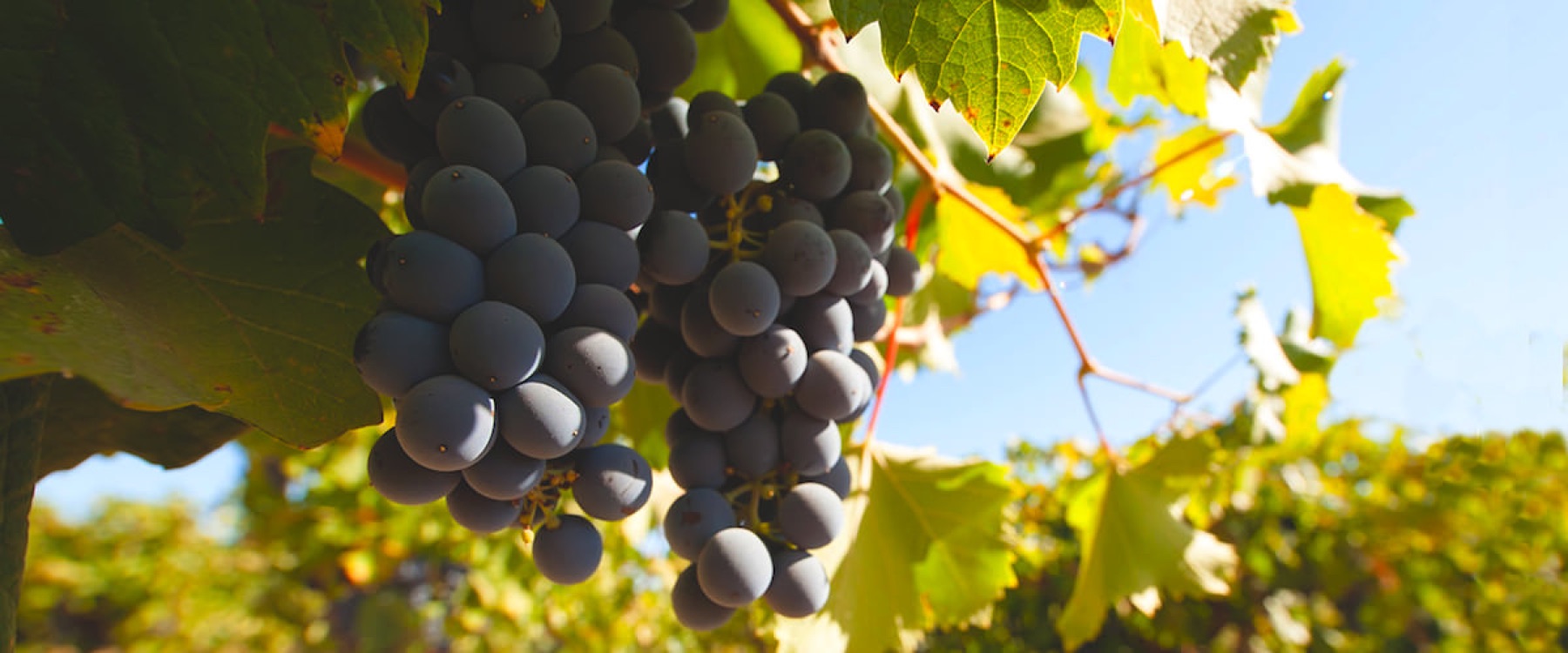 Lucchesi vineyard