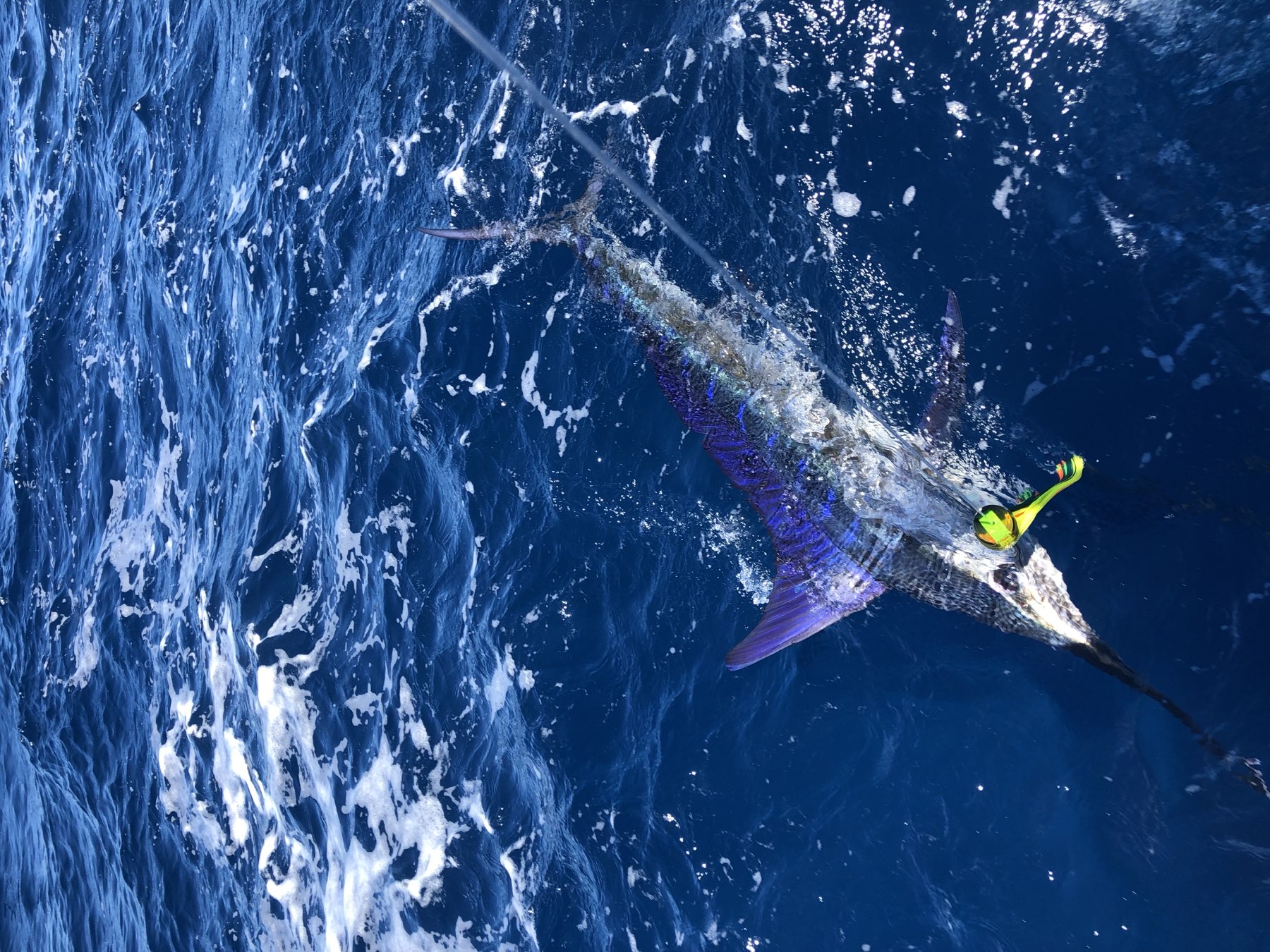 Sailfish caught off Cabo San Lucas