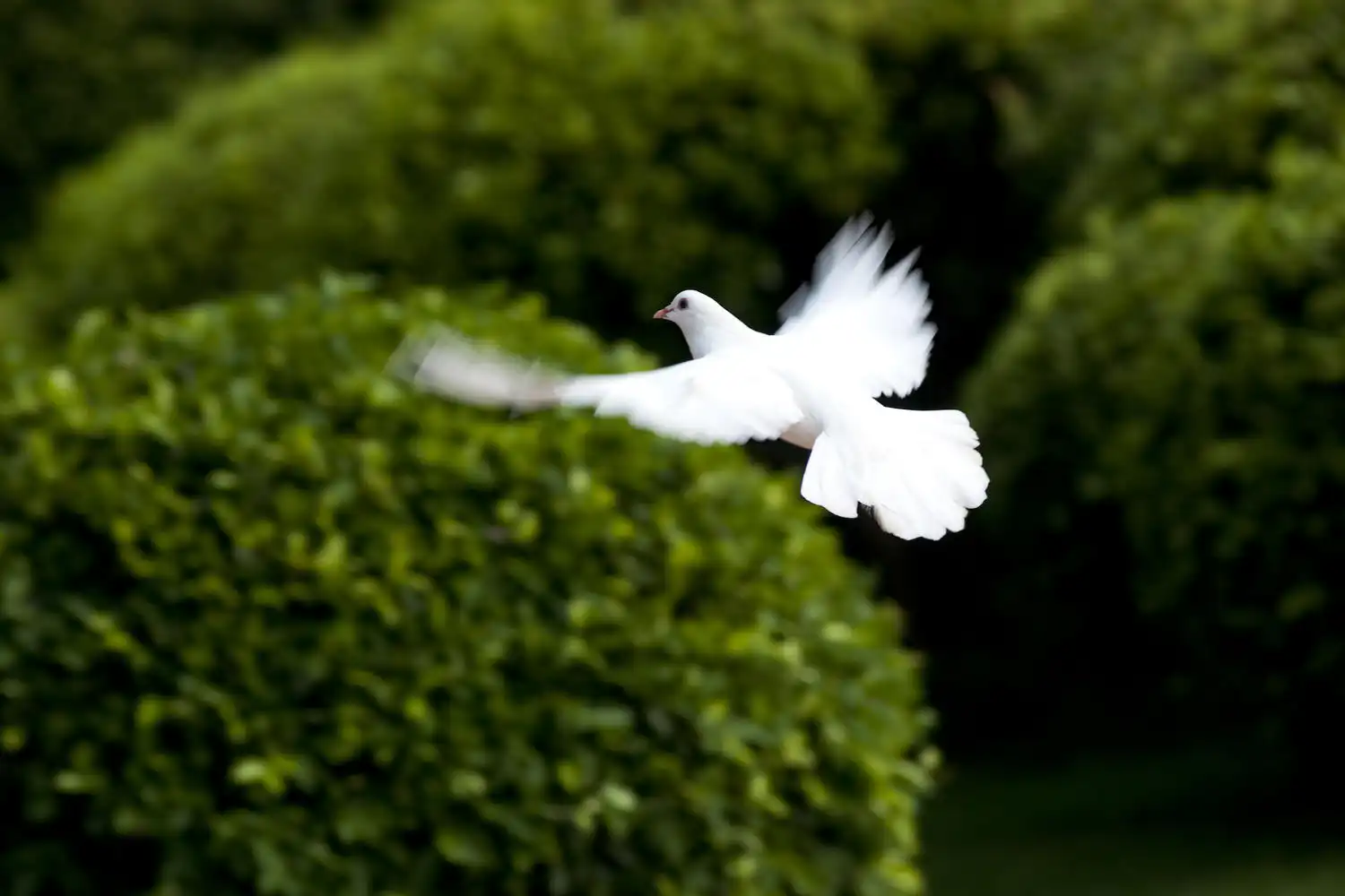 White Dove Release.